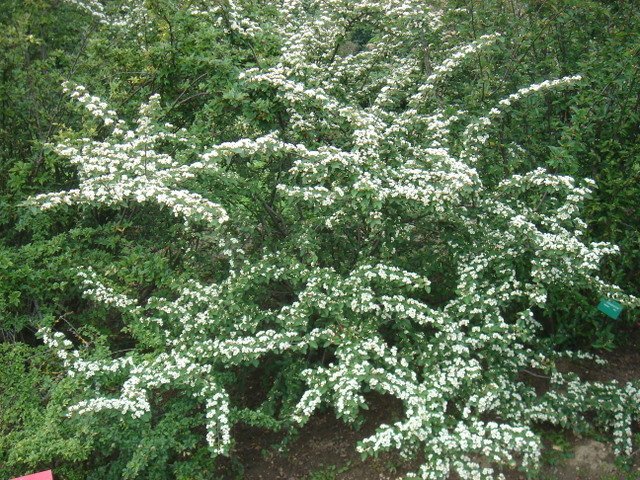 Cotoneaster veitchii P15